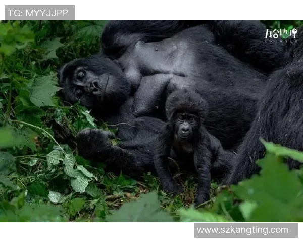 银背大猩猩与火焰的对决：自然力量的碰撞与生存的考验